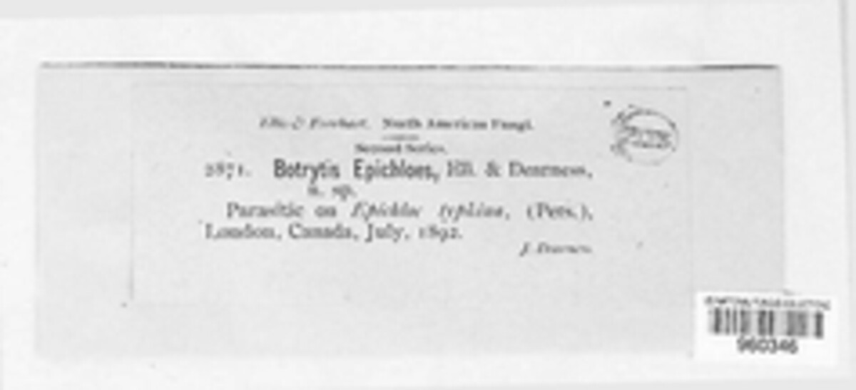 Radulidium epichloes image